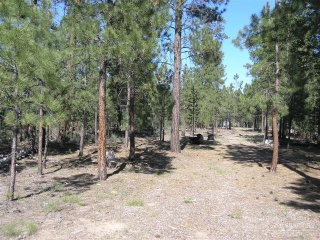 Ponderosa Pines - Land