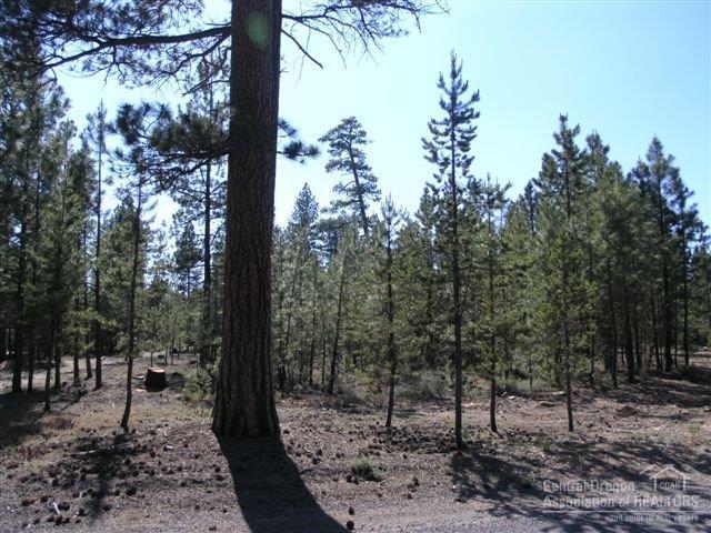 Ponderosa Pines - Land