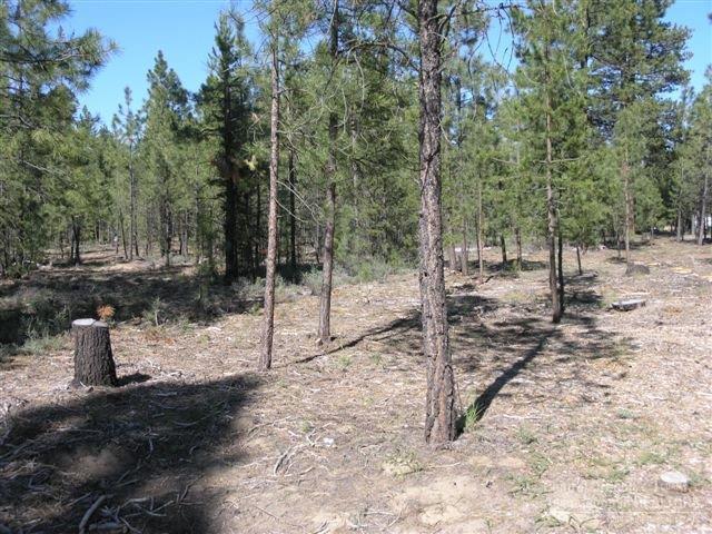 Ponderosa Pines - Land