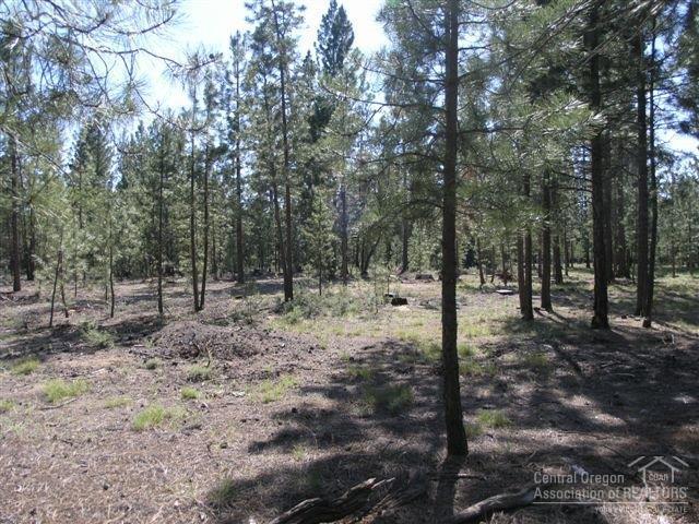 Ponderosa Pines - Land