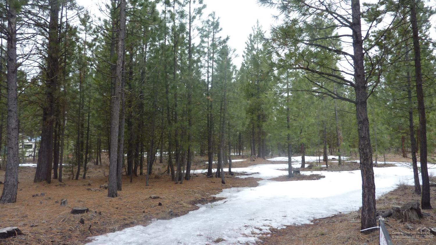 Ponderosa Pines - Land