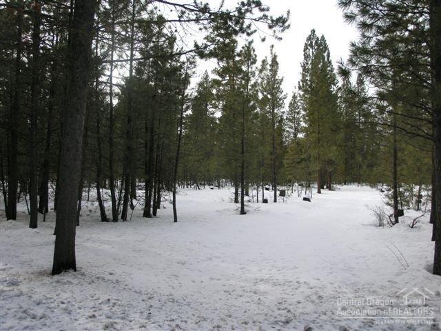 Ponderosa Pines - Land