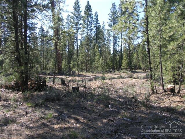 Ponderosa Pines - Land