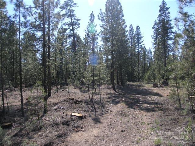 Ponderosa Pines - Land