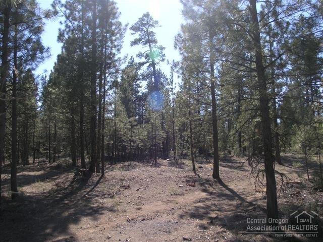 Ponderosa Pines - Land