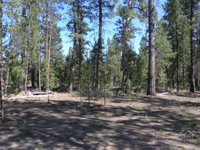 Ponderosa Pines - Land
