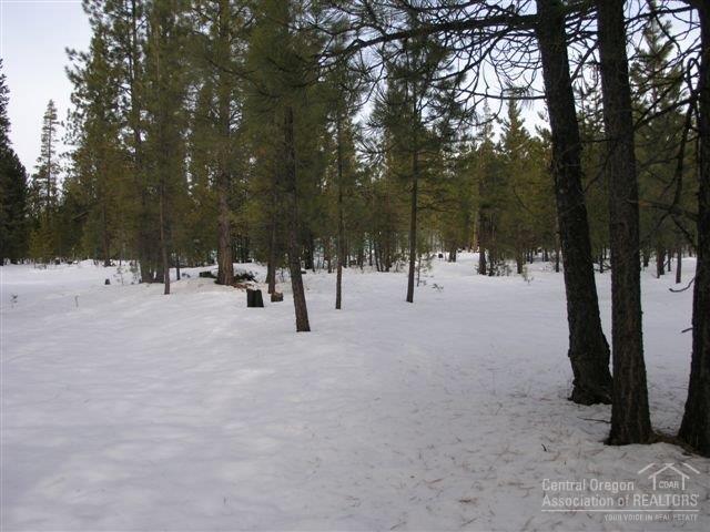 Ponderosa Pines - Land