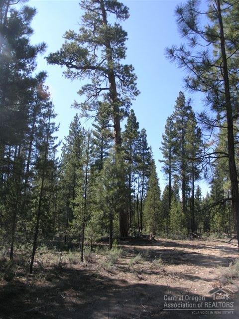 Ponderosa Pines - Land