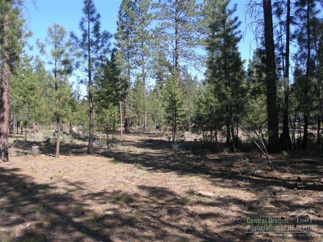 Ponderosa Pines - Land