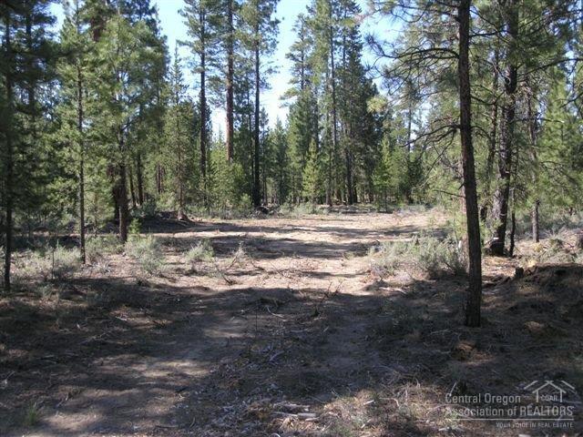Ponderosa Pines - Land