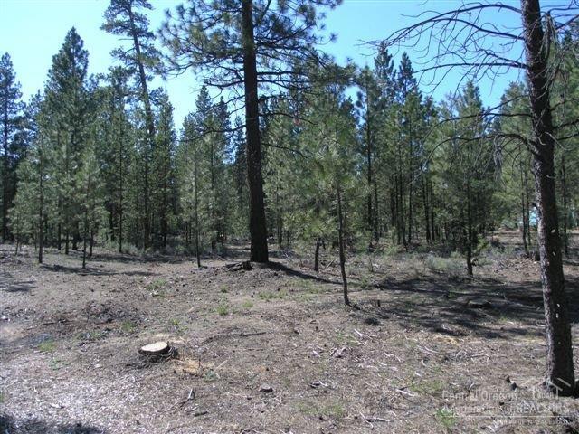 Ponderosa Pines - Land