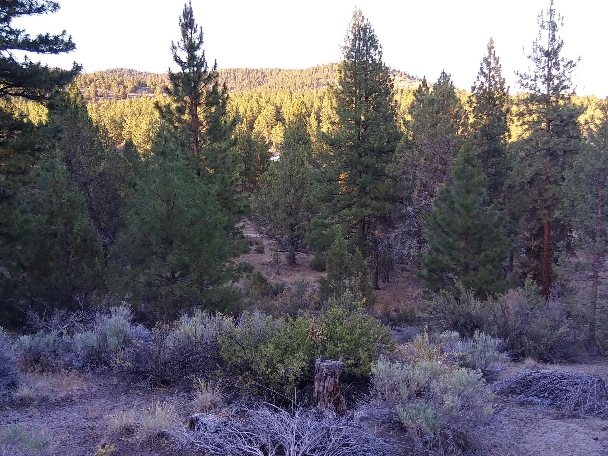 Ferguson Mountain Pines - Land