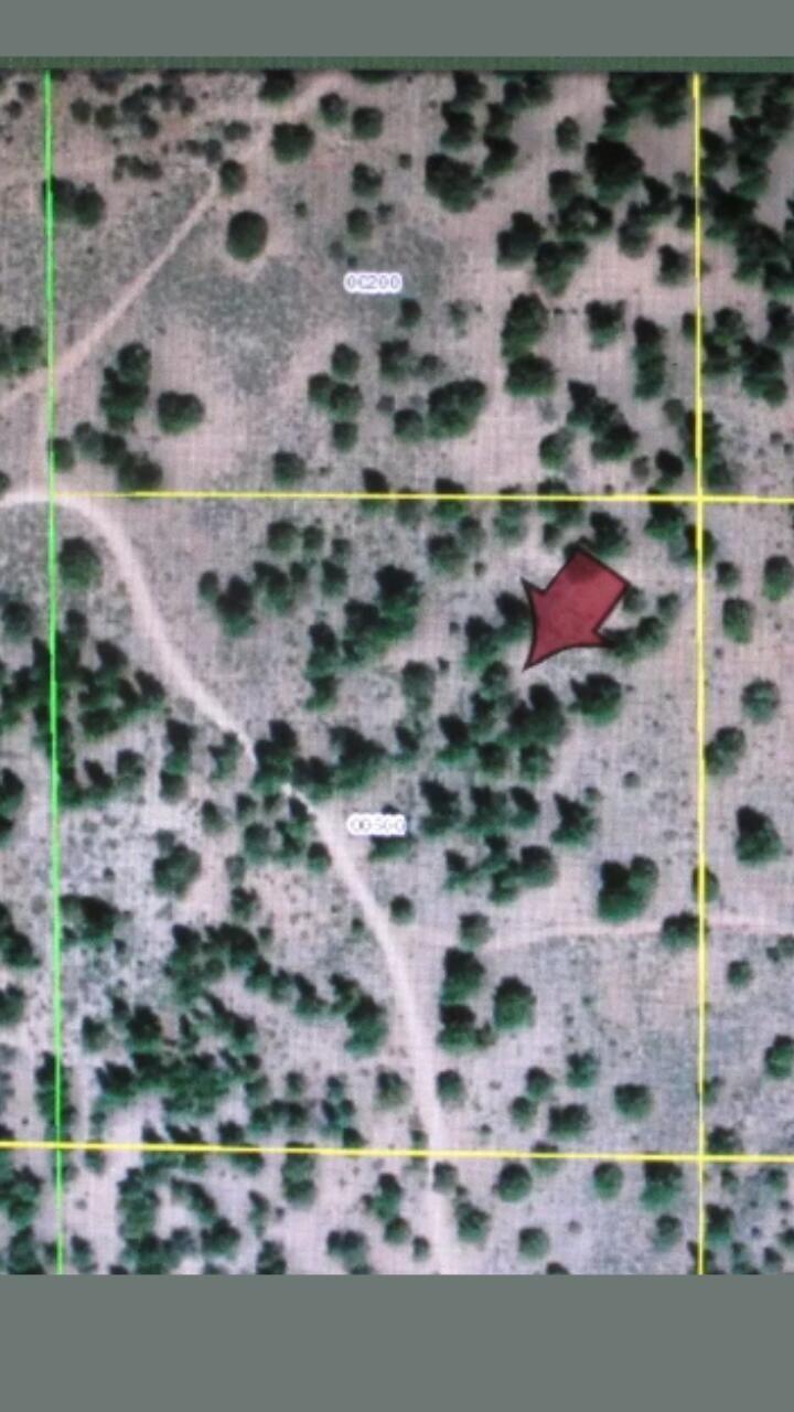 Ferguson Mountain Pines - Land