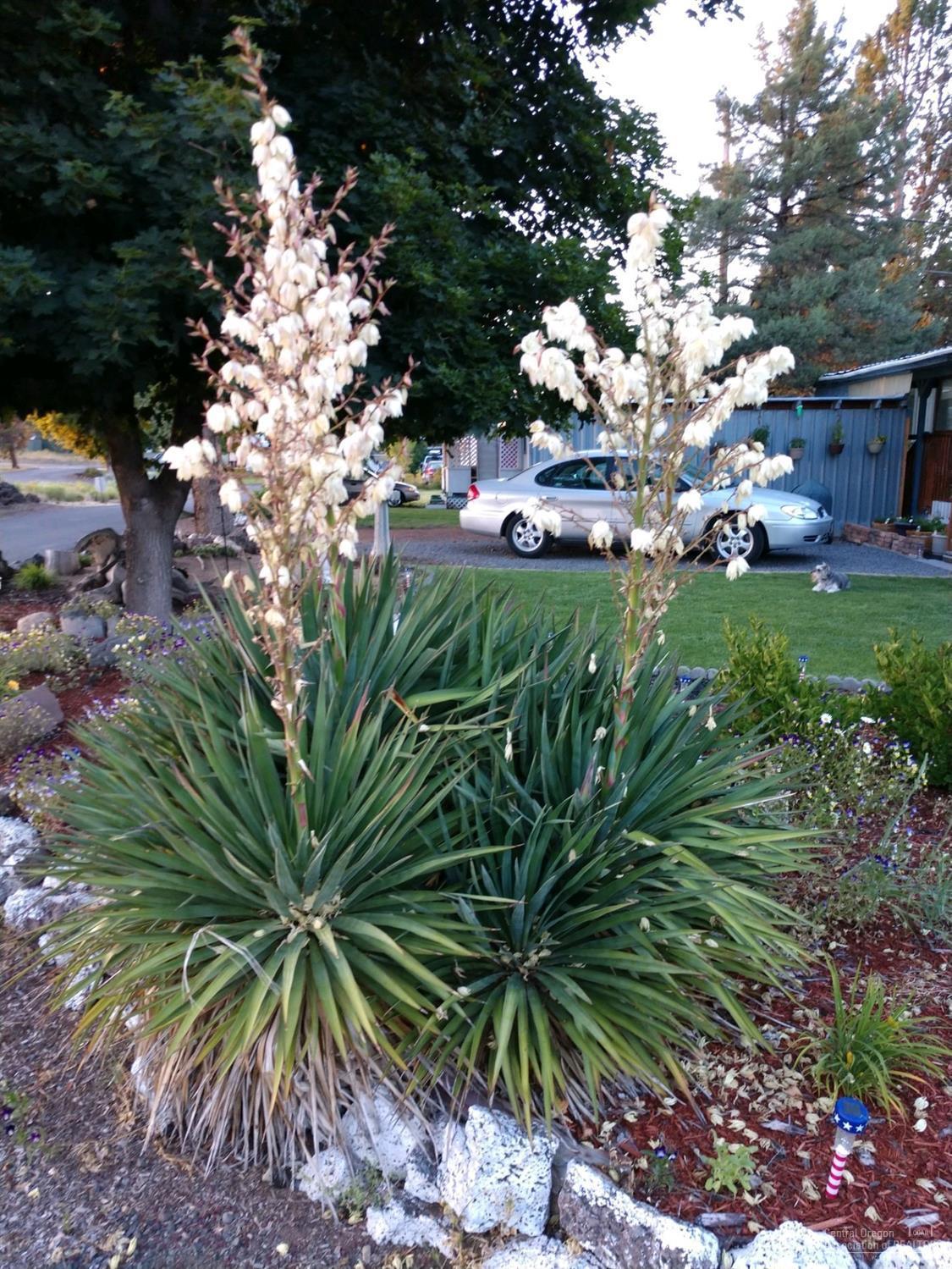 Desert Terrace - Residential