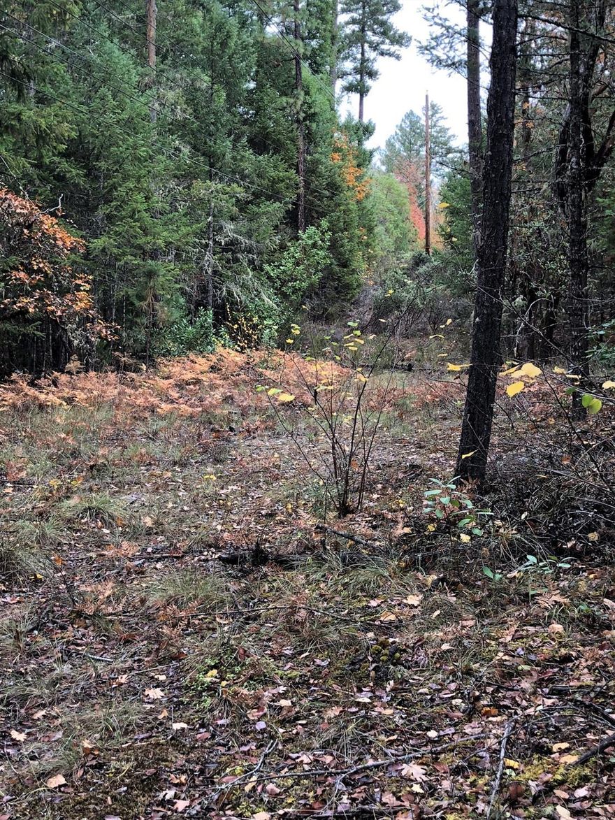The kind of big vacant forested land within easy reach of Grants Pass that makes this area such a great place to live. Plenty of space to spread out over the 20 acres, with abundant privacy. Good all weather private road access. All information is deemed reliable but not verified; anyone considering purchasing this property should perform their own investigation into the uses and condition of the property.