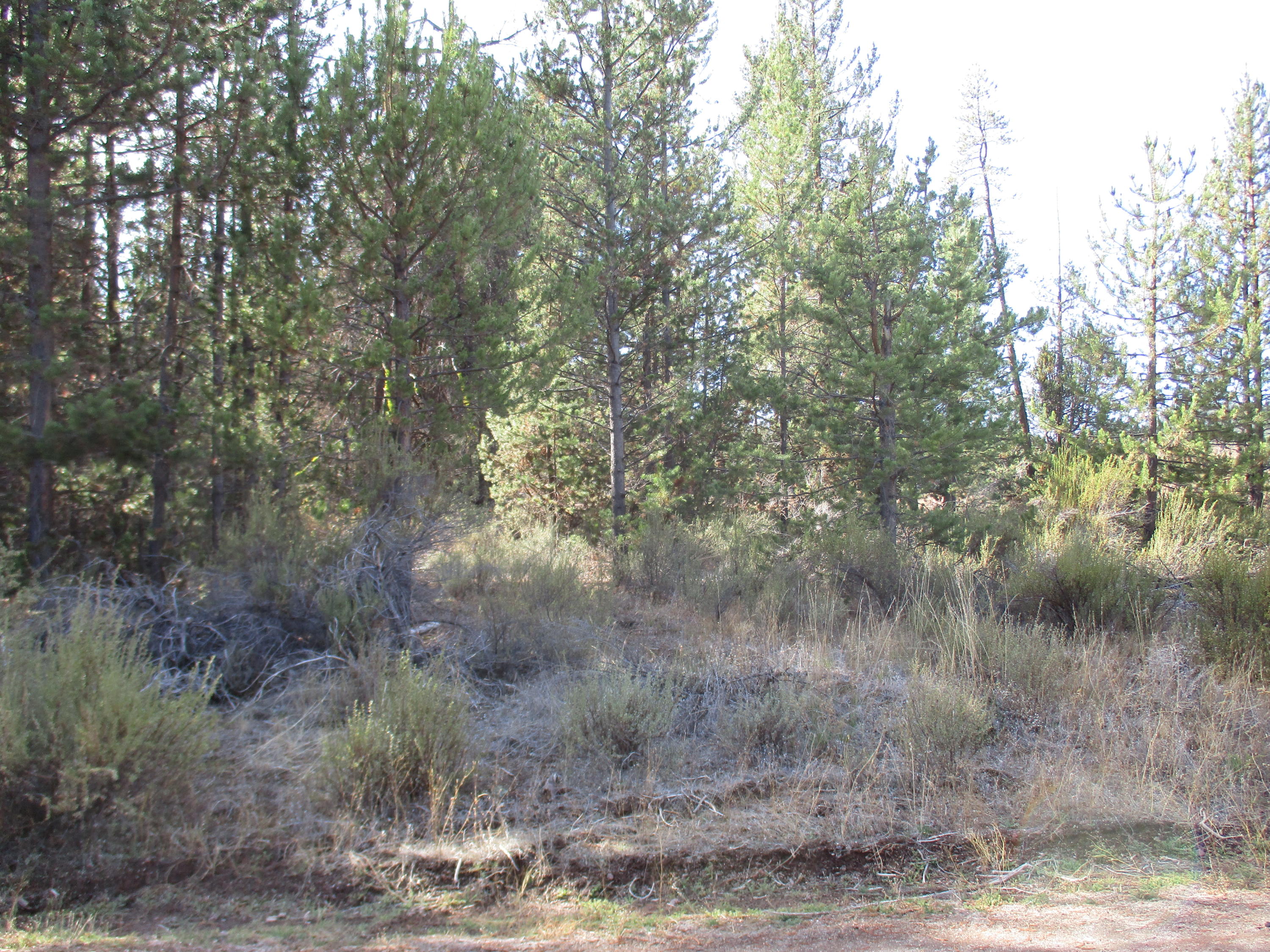 Sprague River Pines - Land