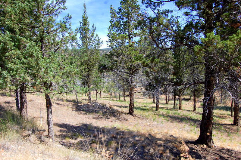 Golden Horseshoe - Land