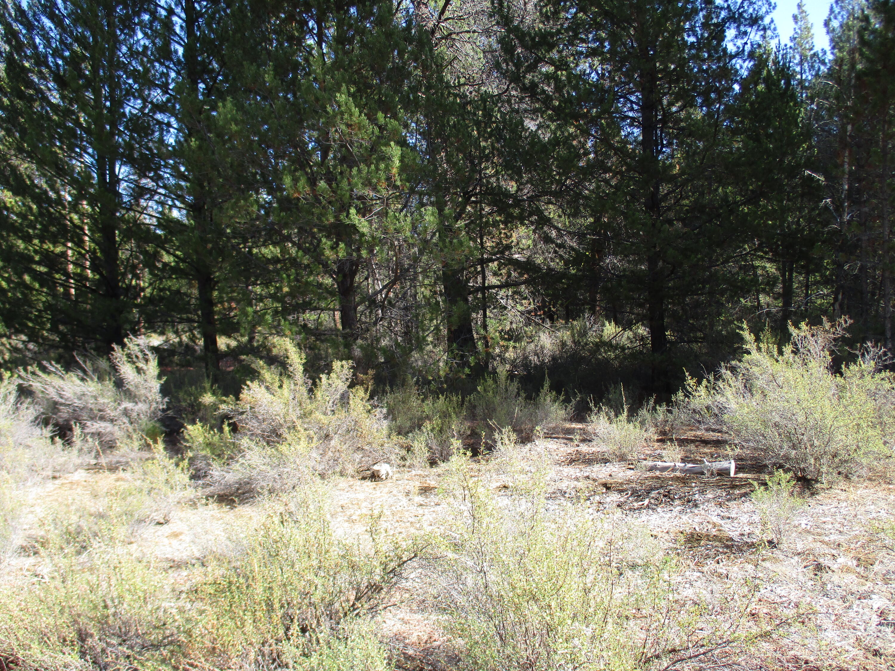 Sprague River Pines - Land