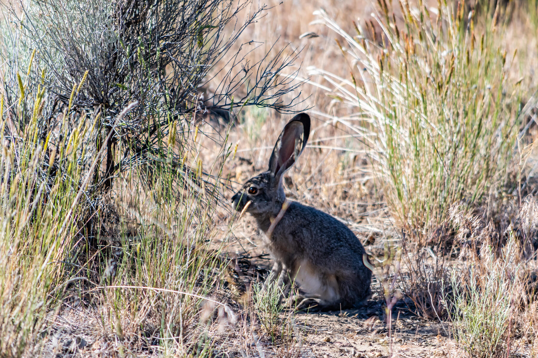 Brasada Ranch - Land