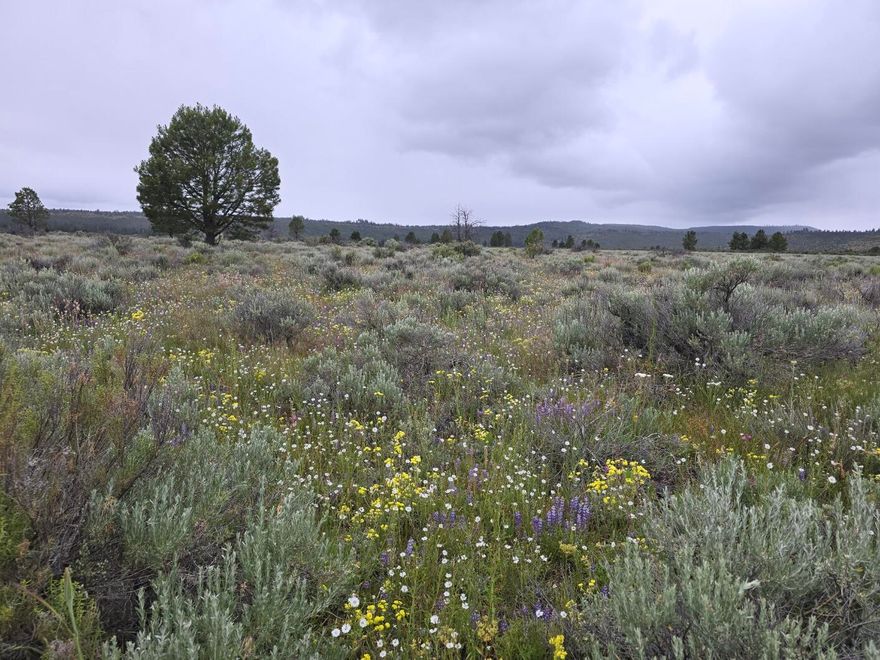 Recreational acreage!  Enjoy the wide open spaces of the high desert area of the Klamath Basin!  Hunting, Fishing, Hiking whatever your outdoor pleasure is this land is not far from it.

No Deeded access to this parcel

42.52204, -121.39133