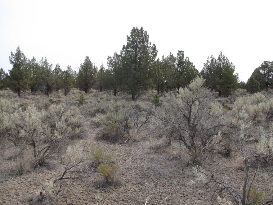 If you are looking for peace and quiet this is the property for you.  Located West of Prineville in the Westwood subdivision, approx 4.5 acres of level, buildable land is waiting for you to build your dream home. Septic approved.  Plenty of room for your horses and all your toys! No HOA.  This is a must see!