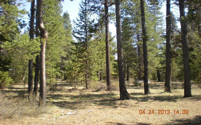 Tall Pines - Land