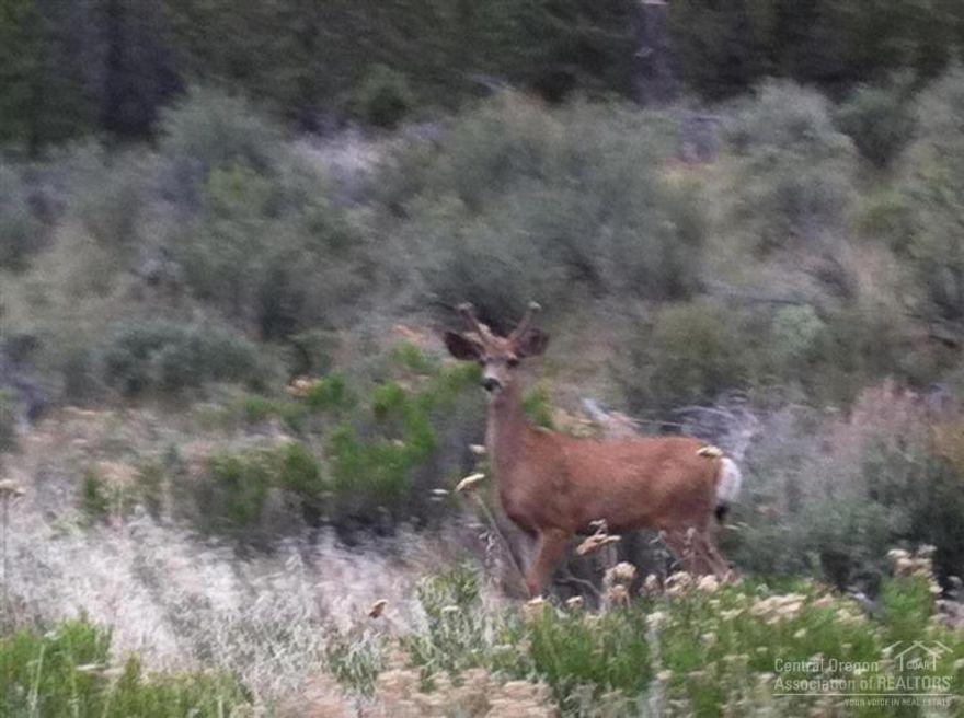 Nice sloping acreage about 30 minutes from Prineville. Some of the land is fenced, several clearings for recreational vehicle or homesite. Enjoy privacy on this rural setting. No neighbors nearby. 3 parcels are adjoining and one is across Eagle View Rd. Well is in. Ochoco Mountain views are amazing. Fruit trees are in too.
