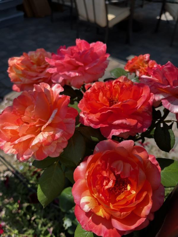 Black Hawk - Residential