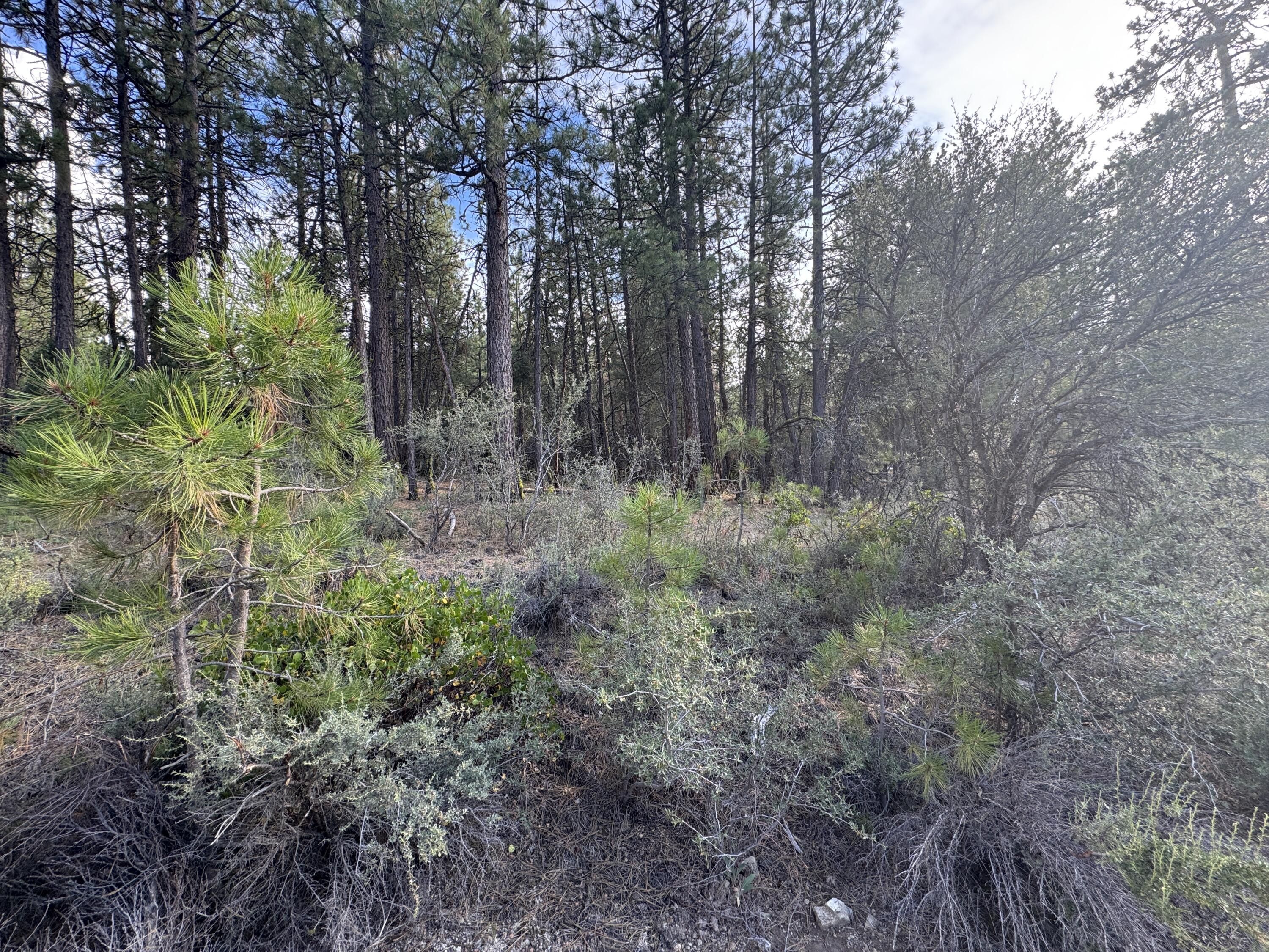 Ferguson Mountain Pines - Land