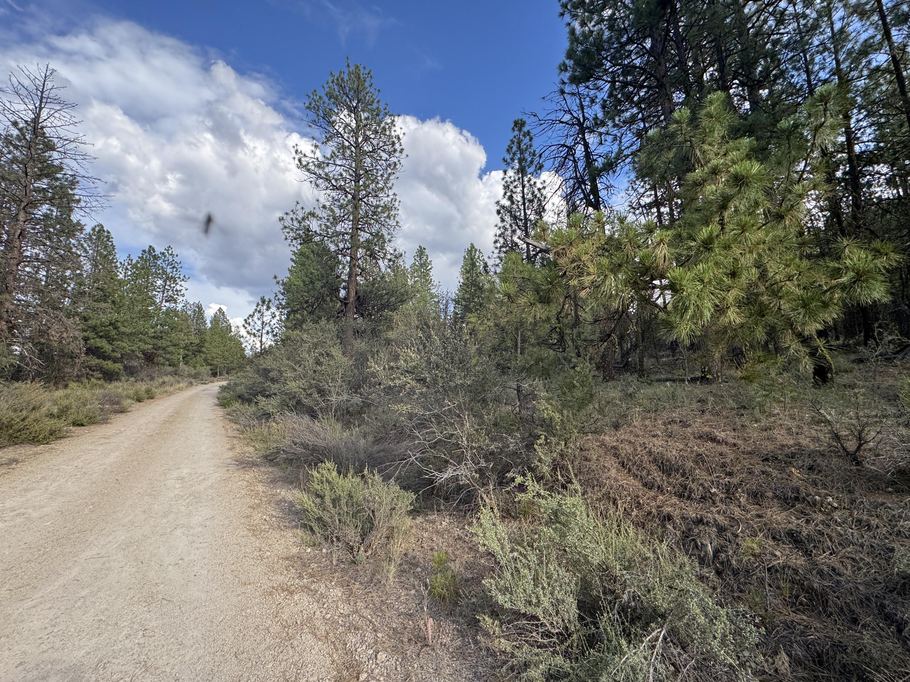 Ferguson Mountain Pines - Land