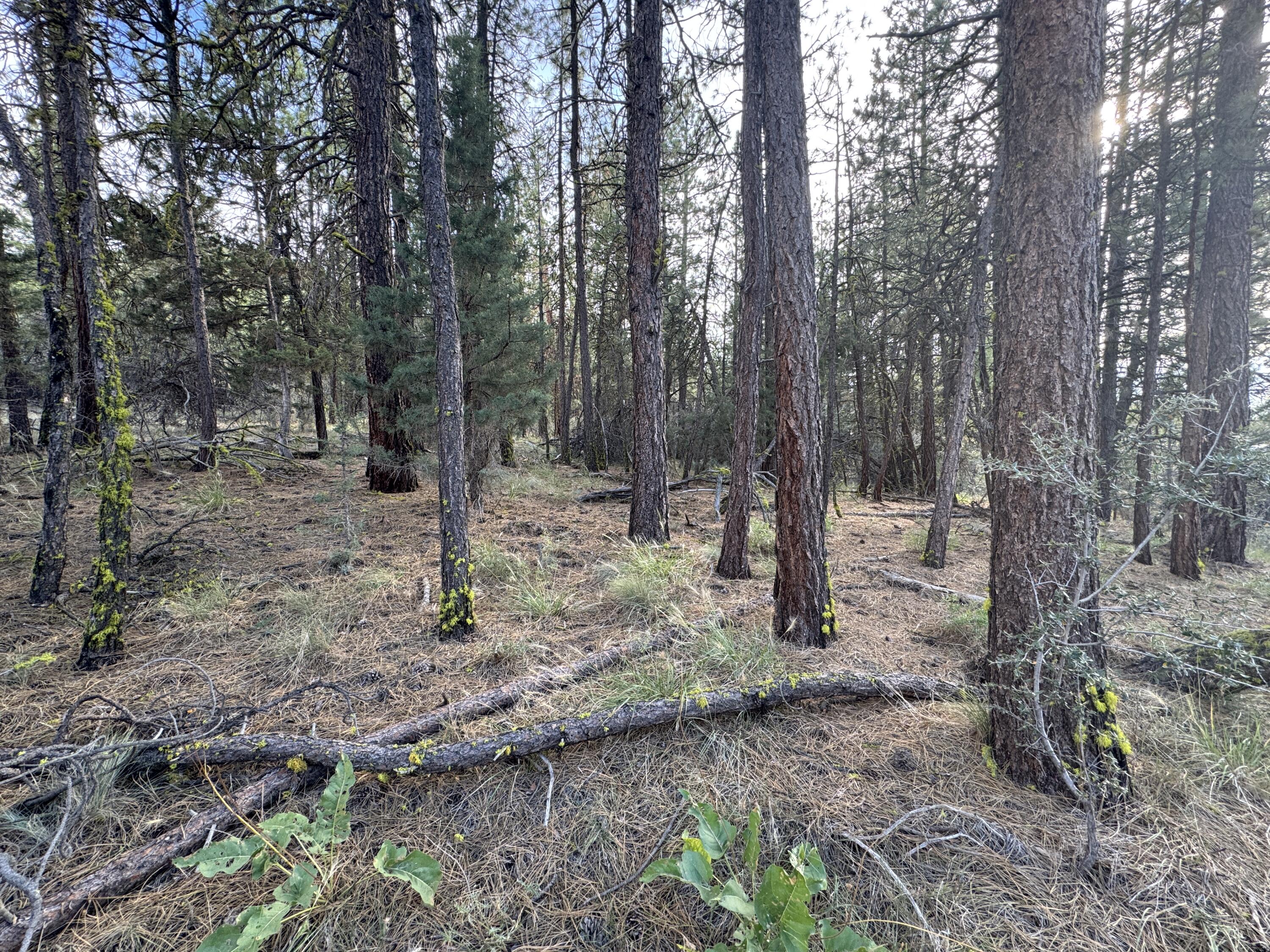 Ferguson Mountain Pines - Land