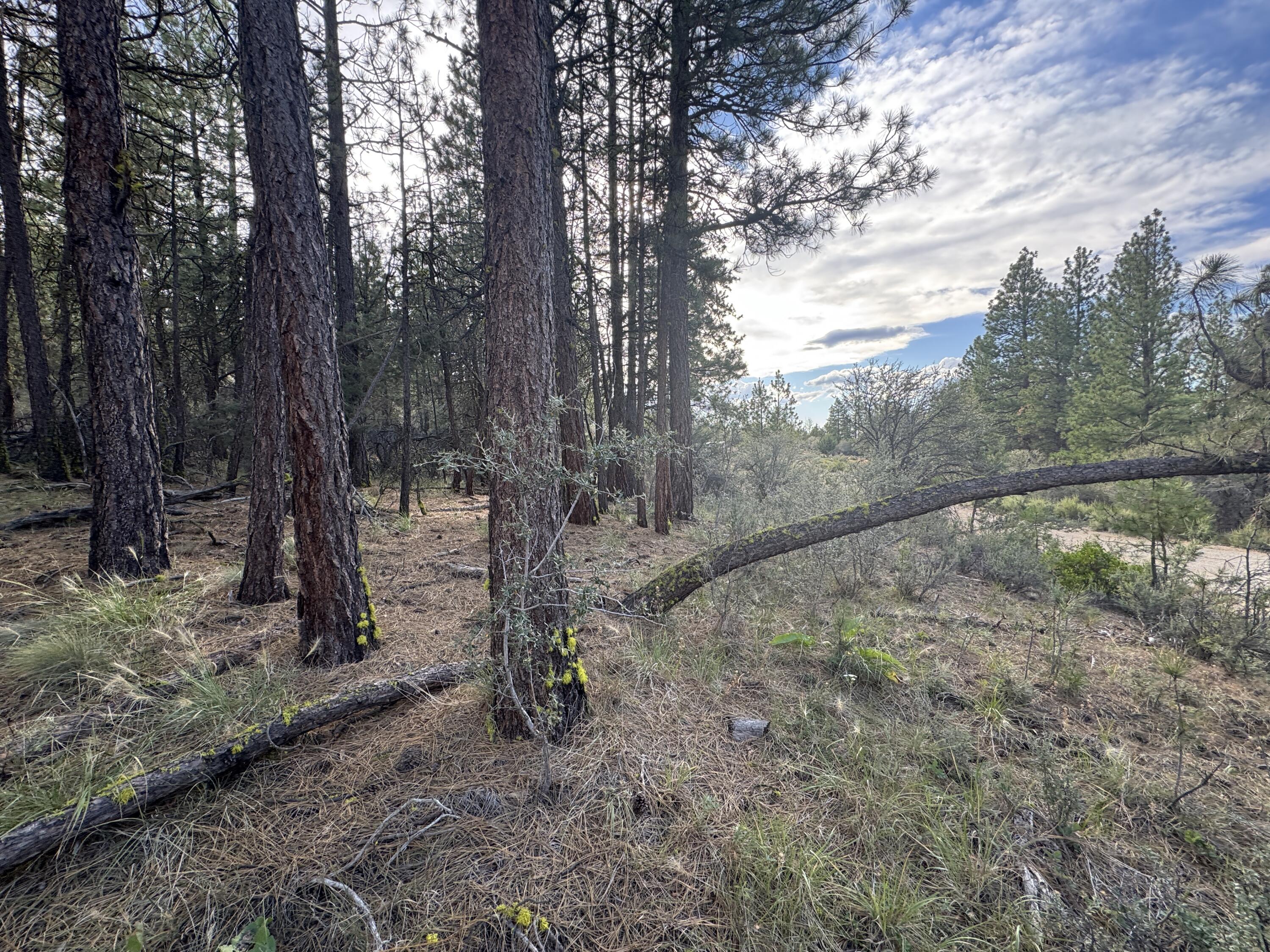 Ferguson Mountain Pines - Land