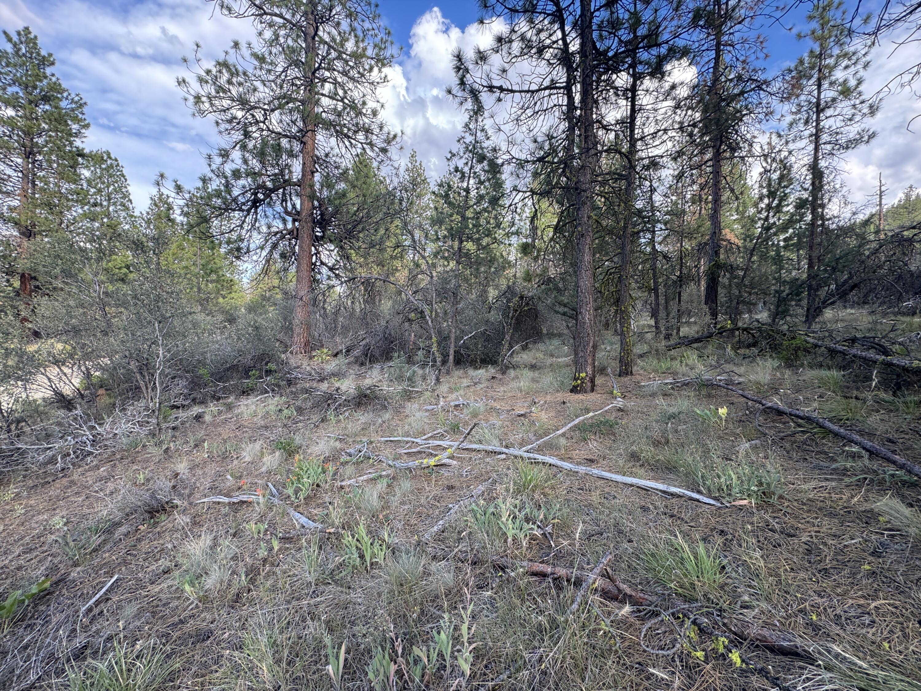 Ferguson Mountain Pines - Land