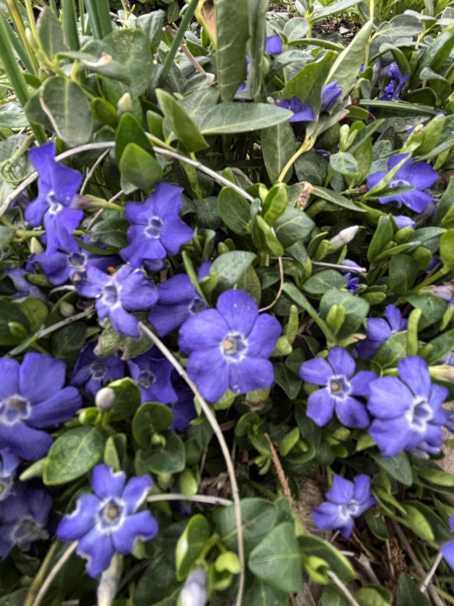 Bend Park - Residential