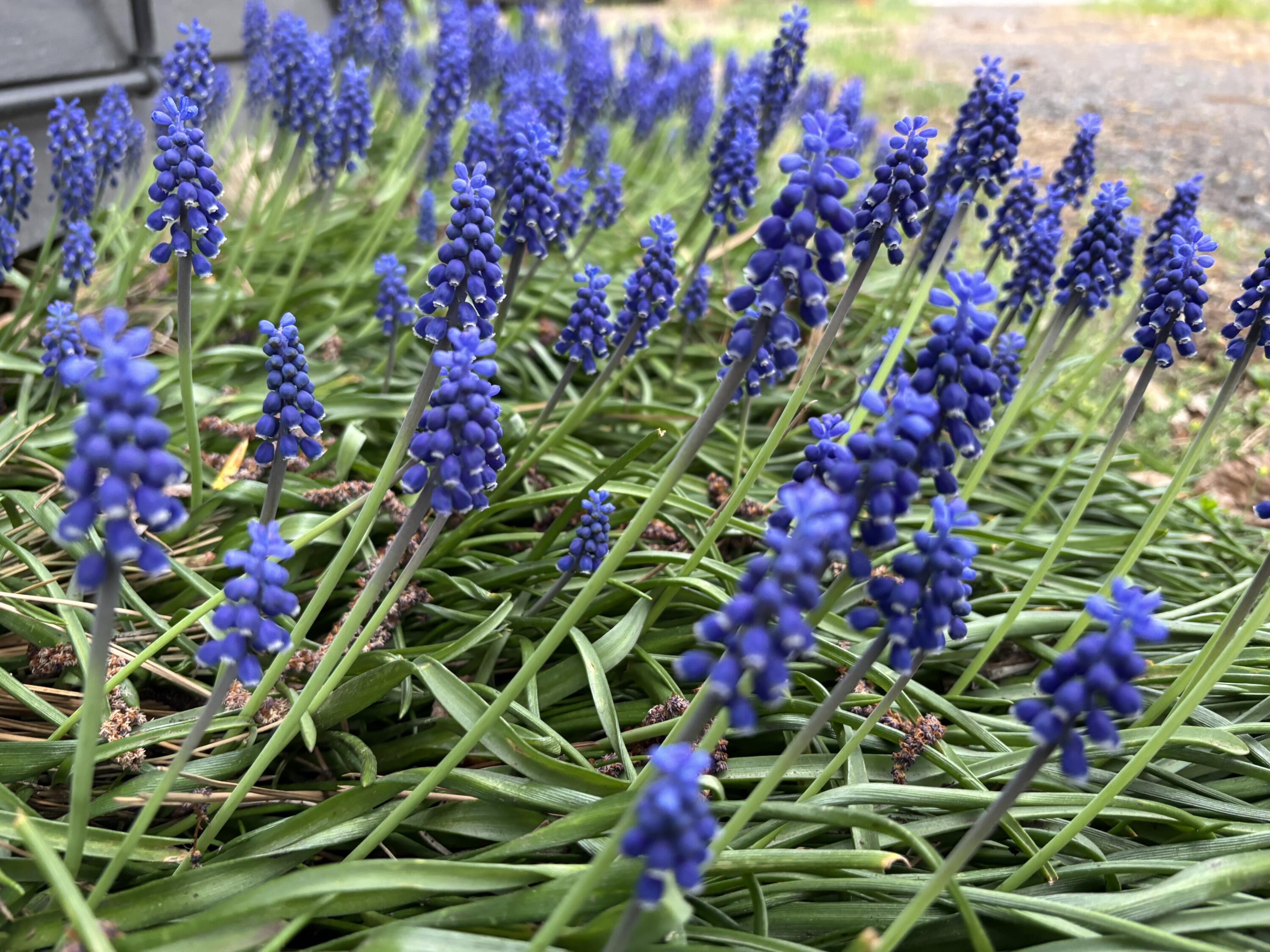 Bend Park - Residential