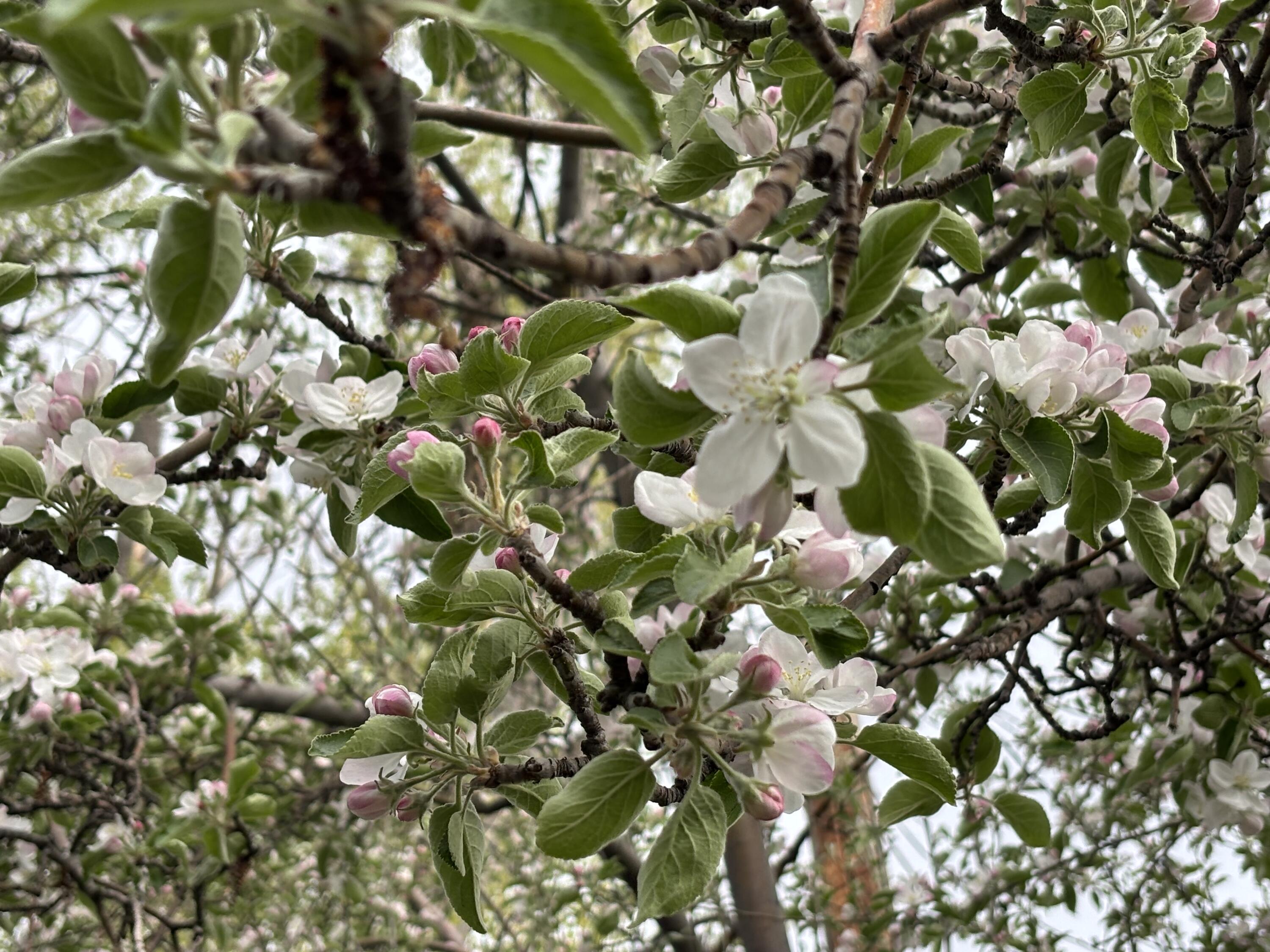 Bend Park - Residential