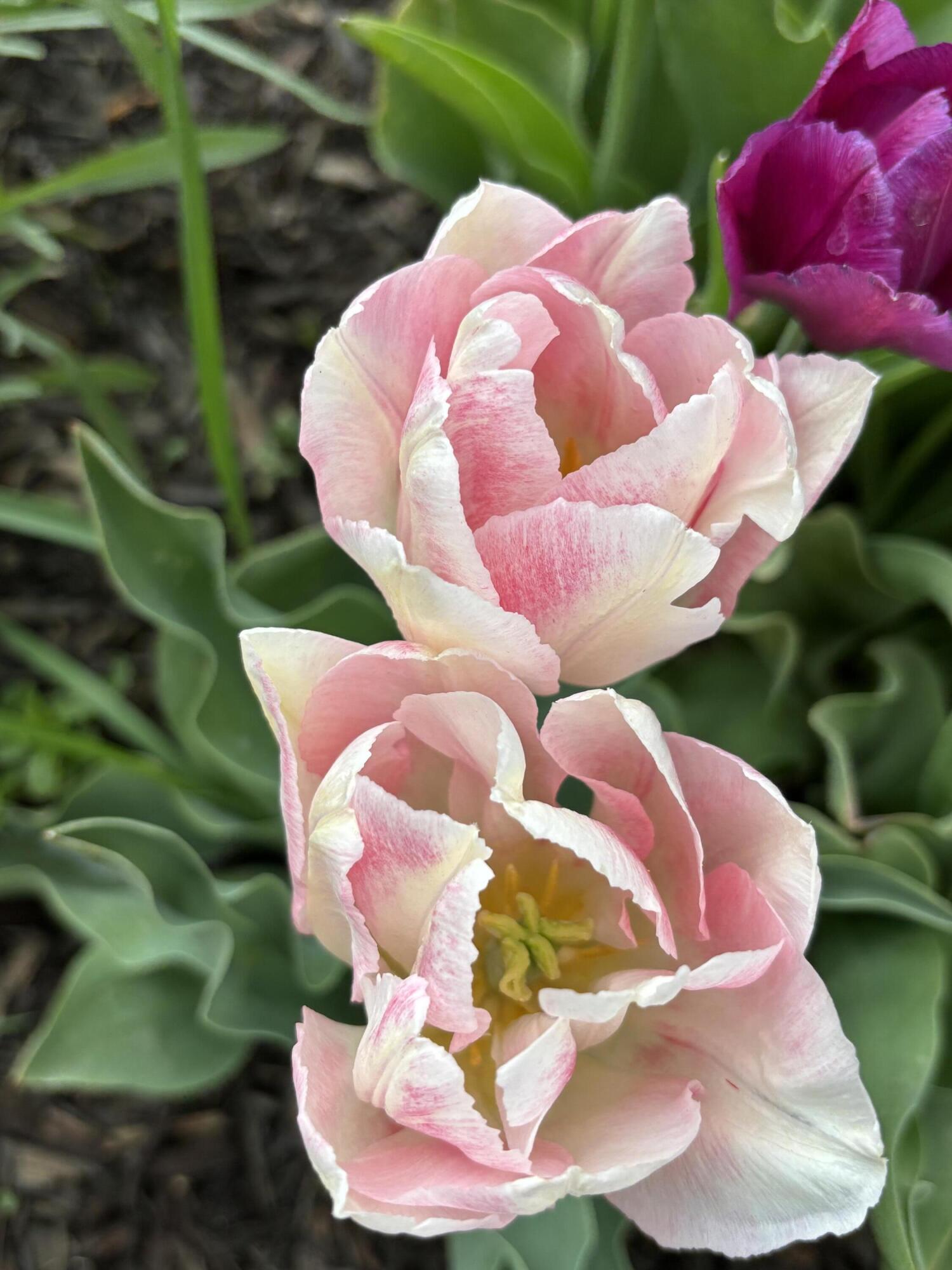 Bend Park - Residential