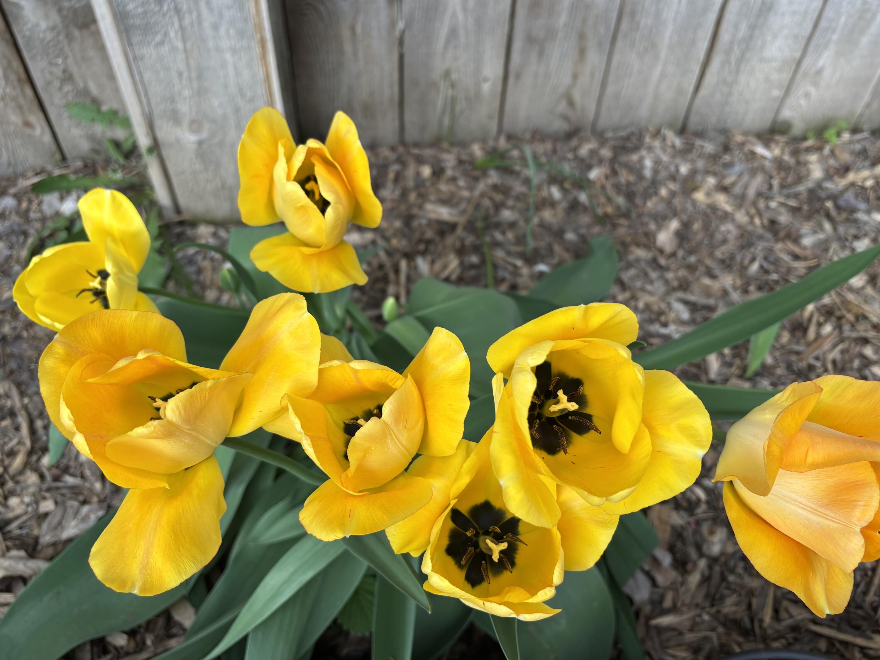 Bend Park - Residential