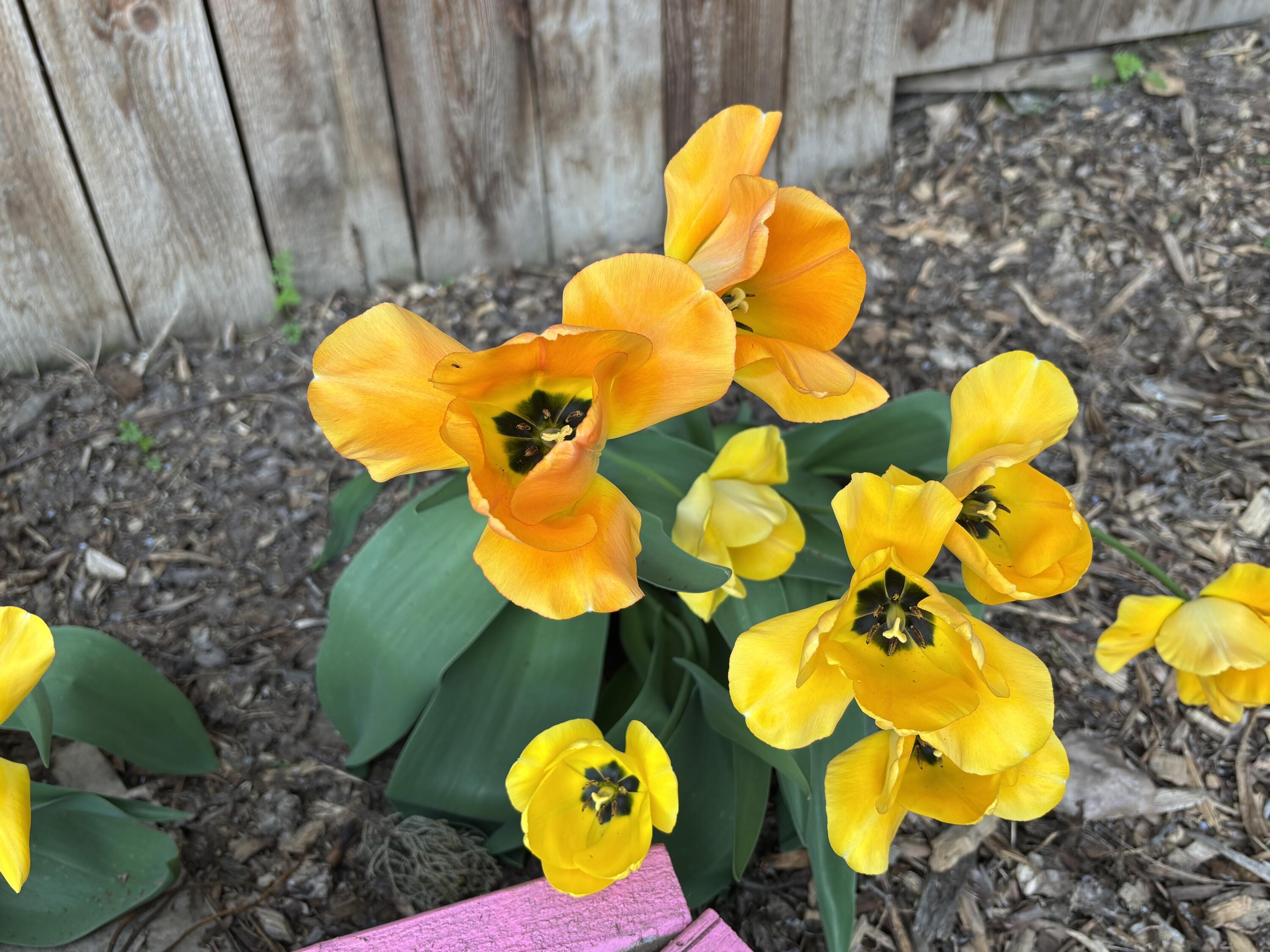 Bend Park - Residential