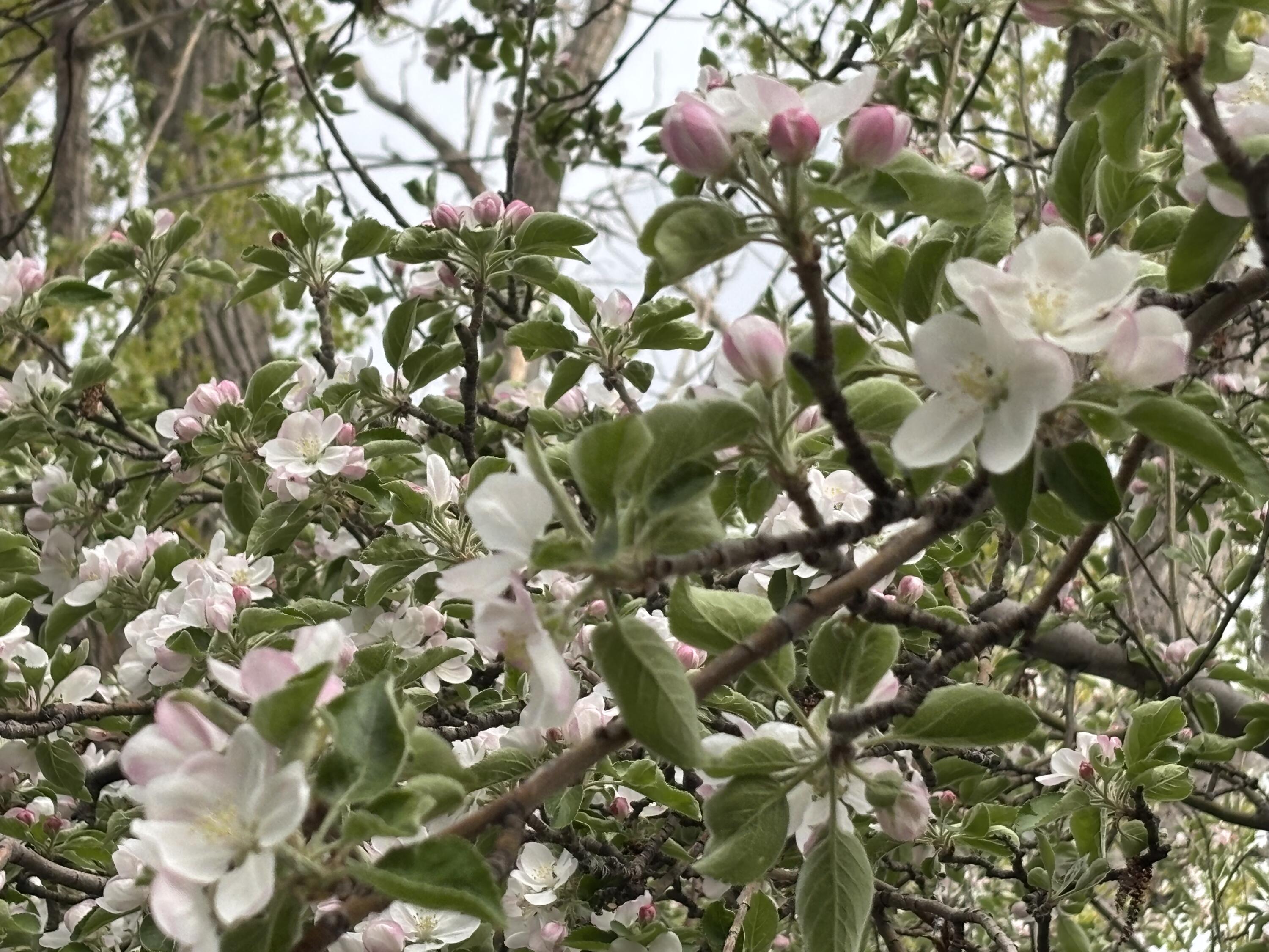 Bend Park - Residential