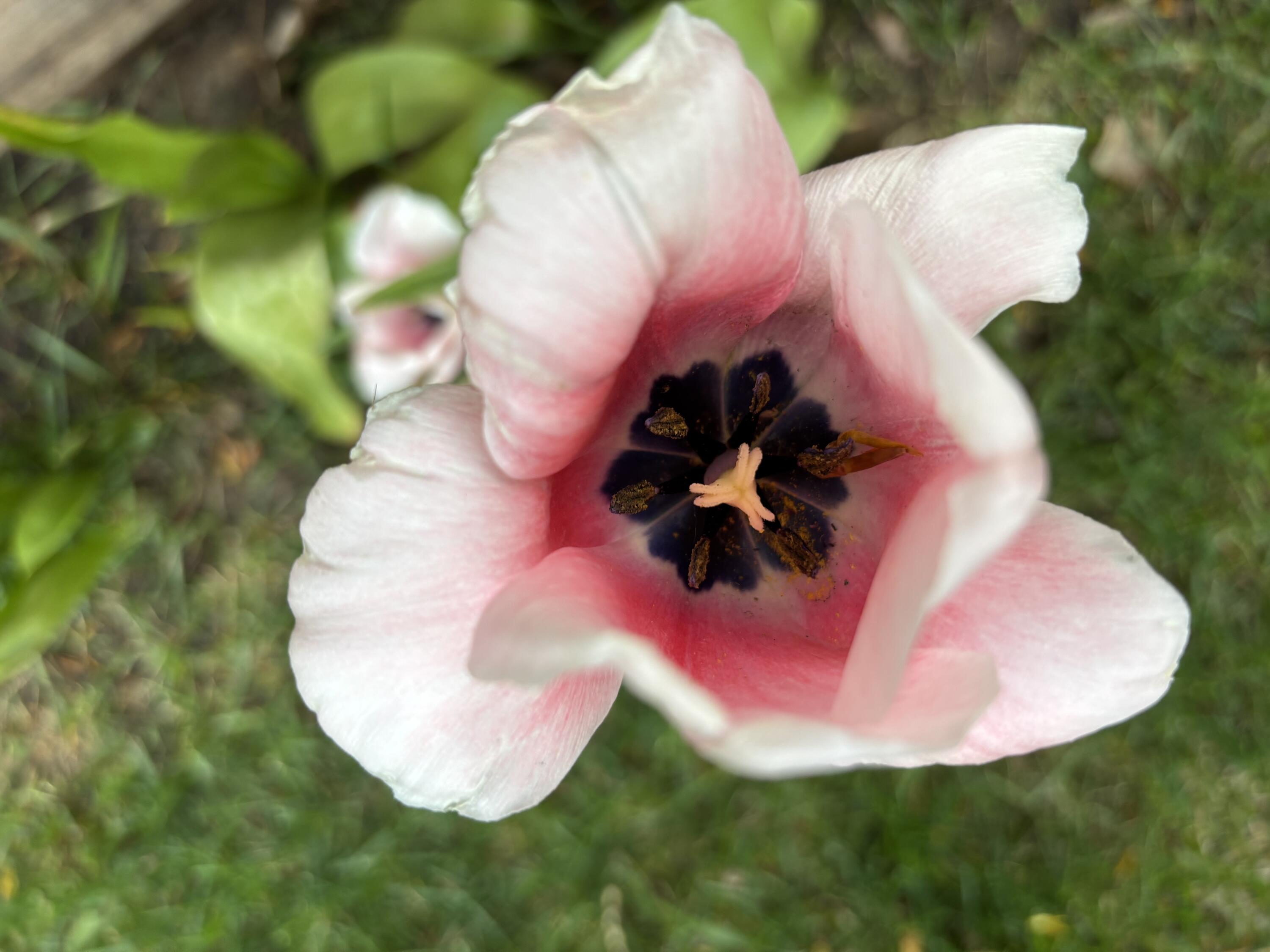 Bend Park - Residential