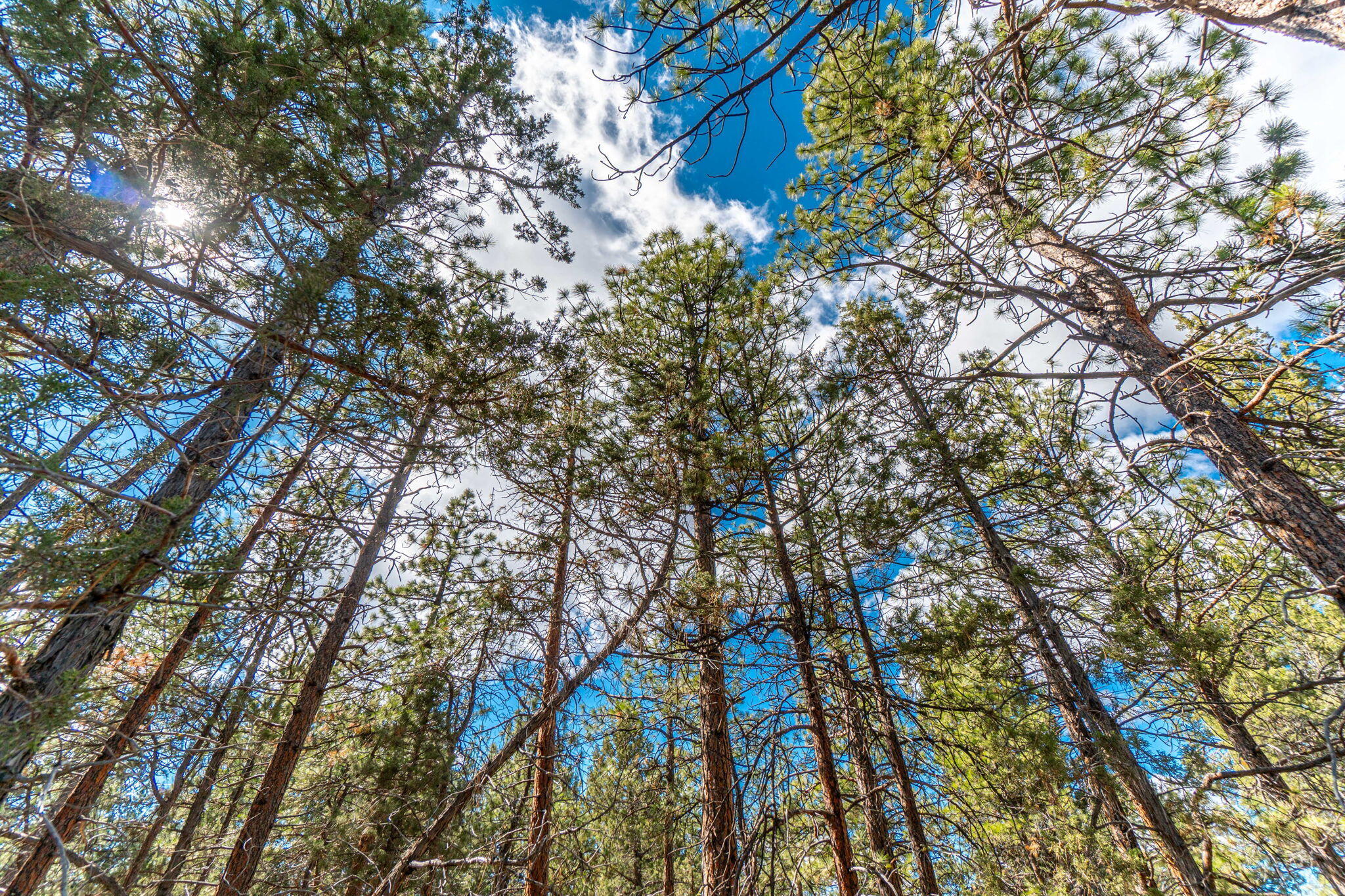 Squaw Creek Canyon - Land