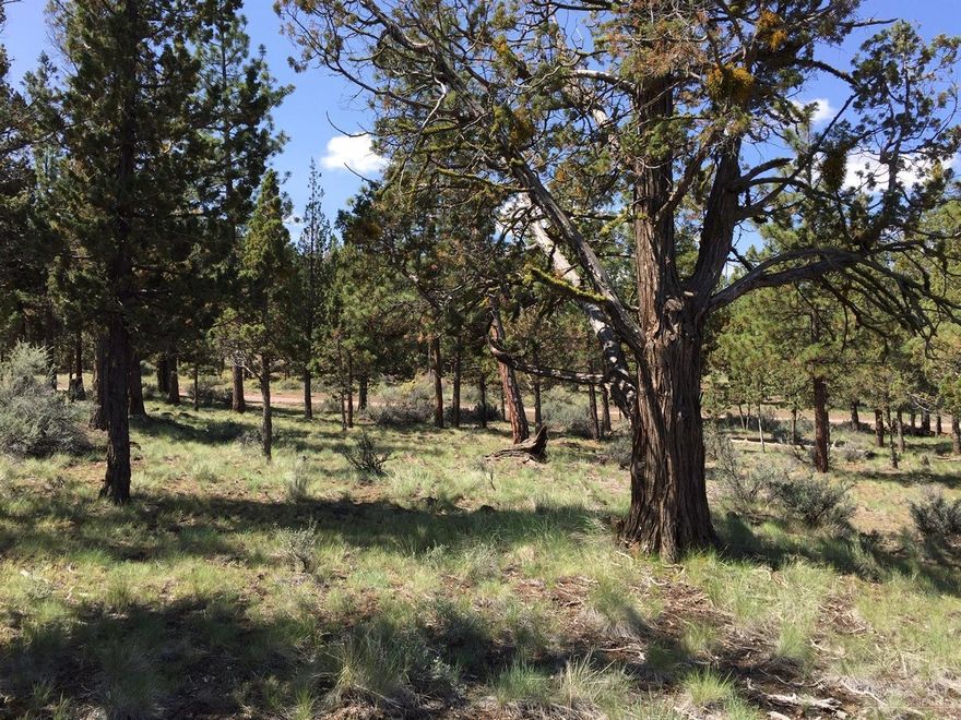 Private 1 acre homesite in the premier North Rim community offers a nearly level building site and a tranquil, interior location. An adjacent 50 foot common lot provides add'l space between properties and direct access to the Deschutes River Trail system. Nicely treed with peekaboo Cascade mountain views. North Rim is a private community of high-end homes on Bend's westside. Owners enjoy gated entrances, 3 miles of walking paths, tennis court and park grounds, and the fabulous North Rim Lodge. All city services, fiber optic option. Convenient to downtown, the Old Mill District and the area's recreational amenities.