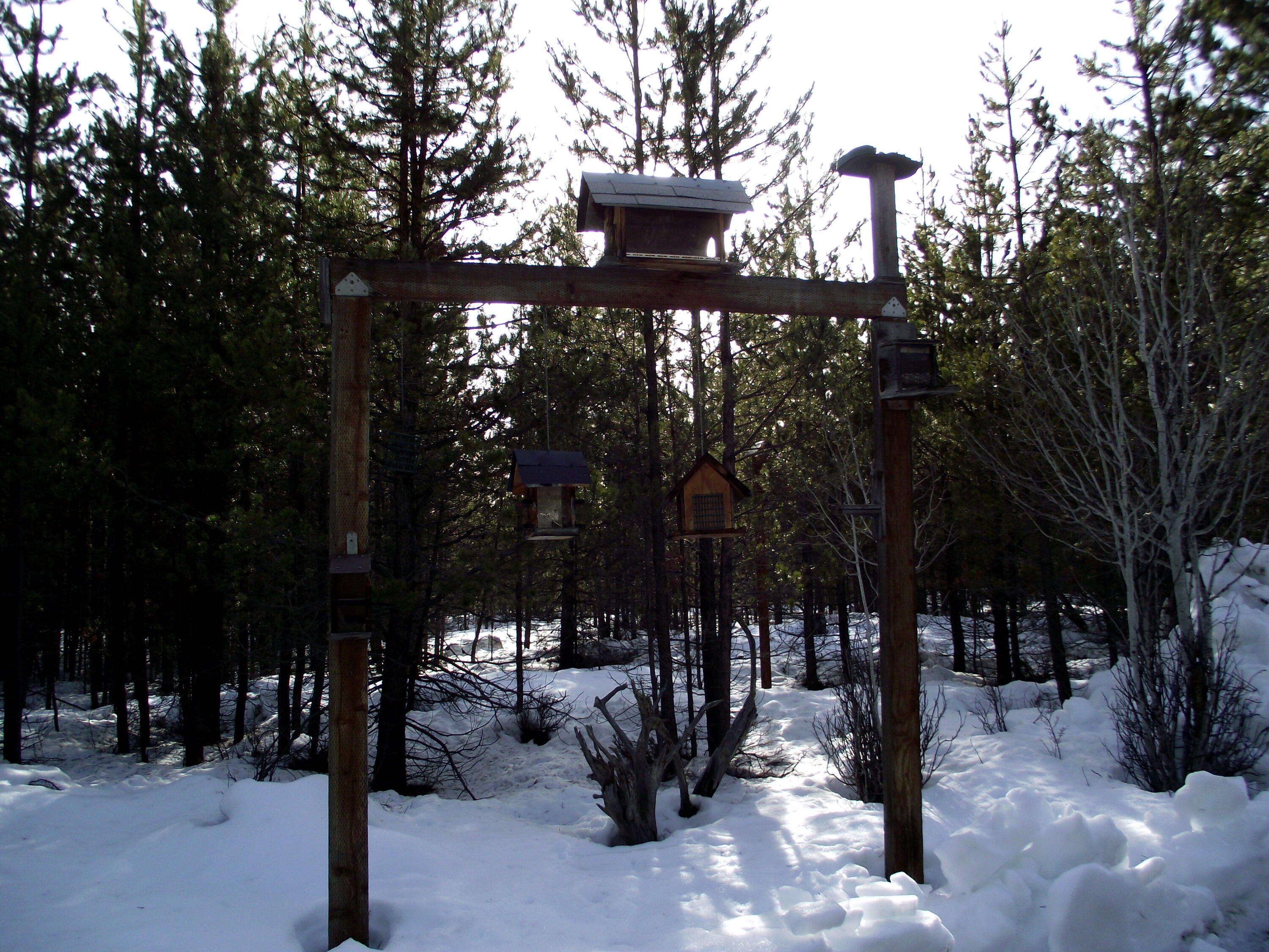 Singing Pines - Residential