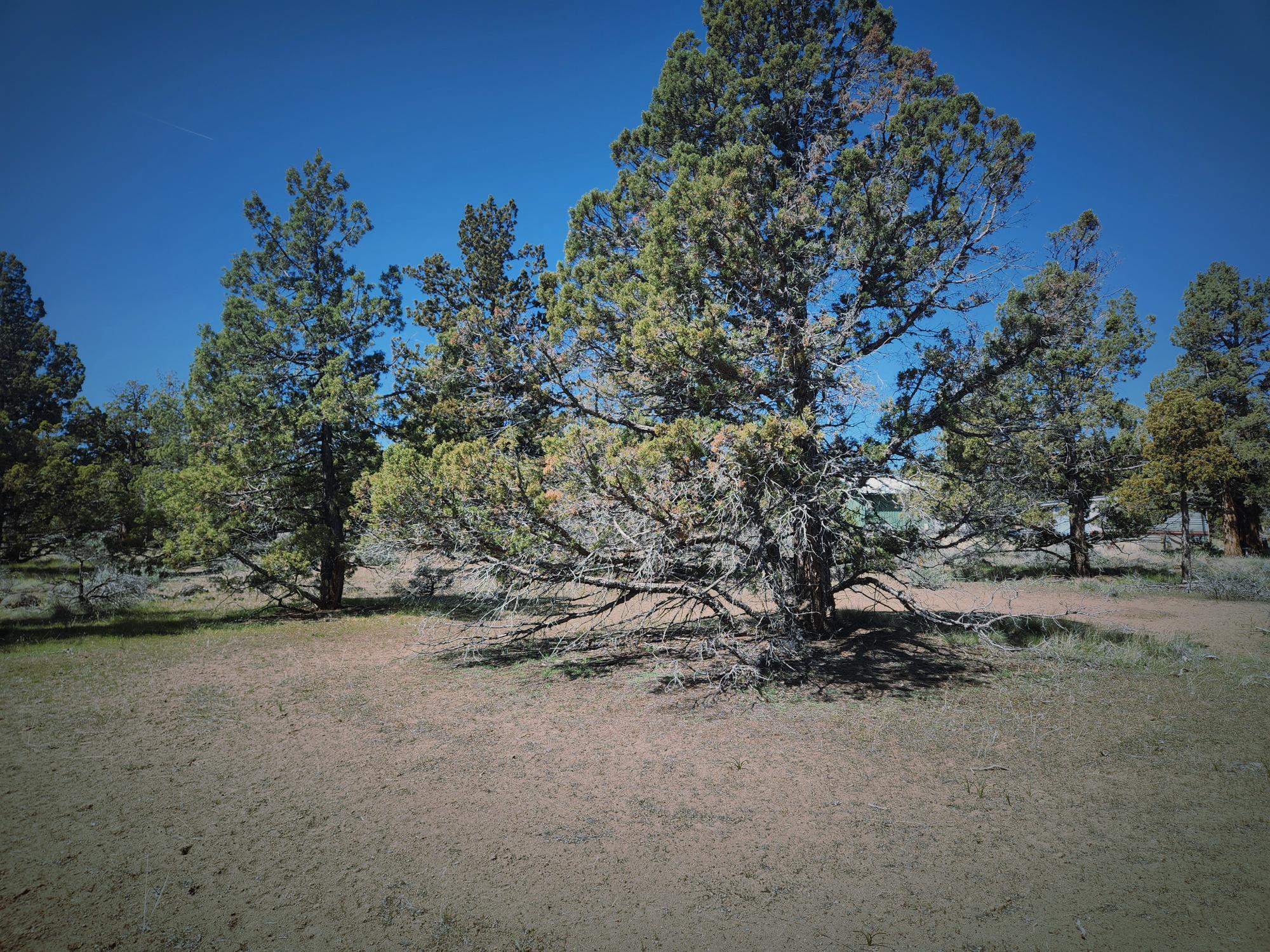 Whispering Pines - Land