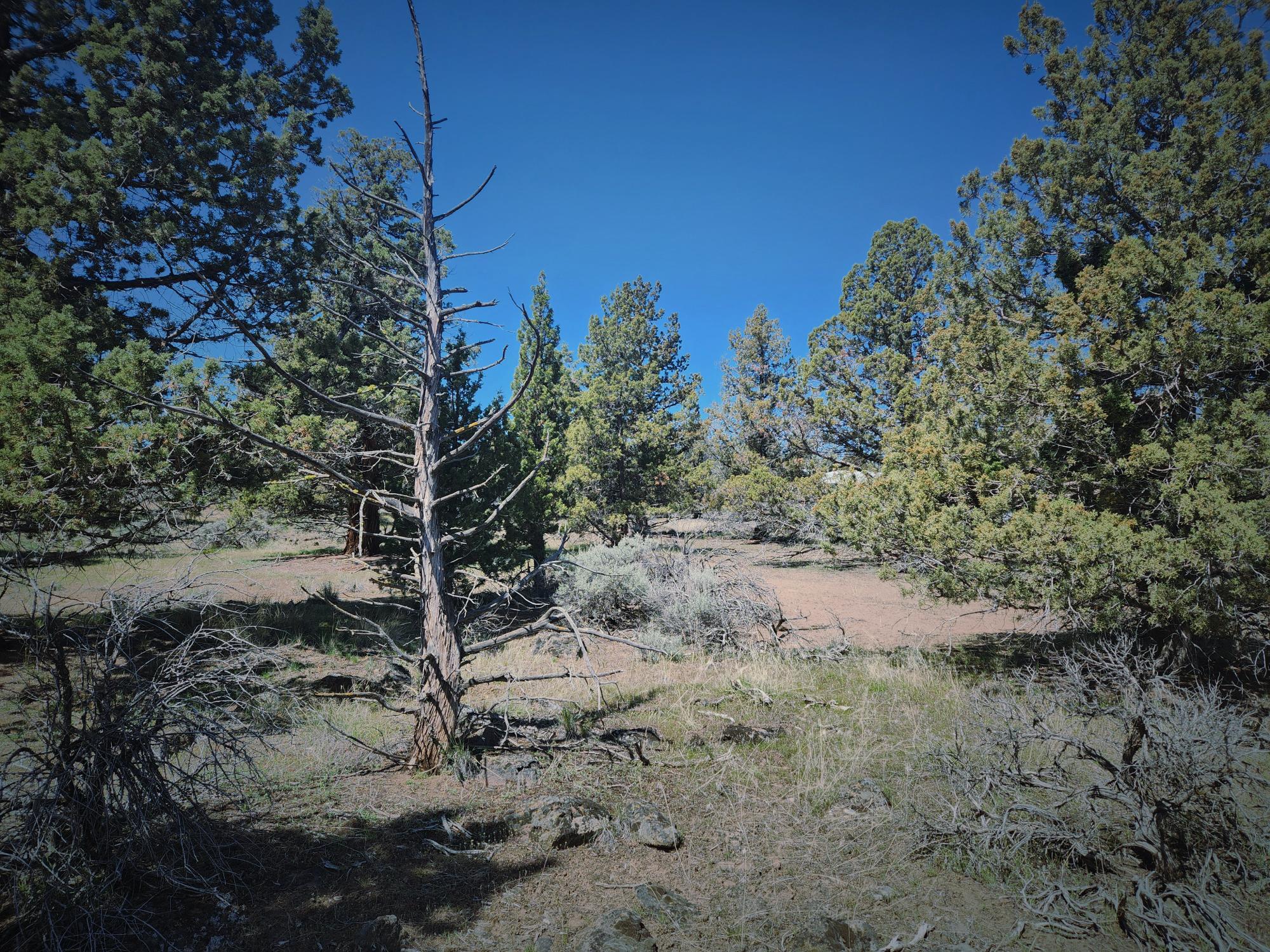 Whispering Pines - Land