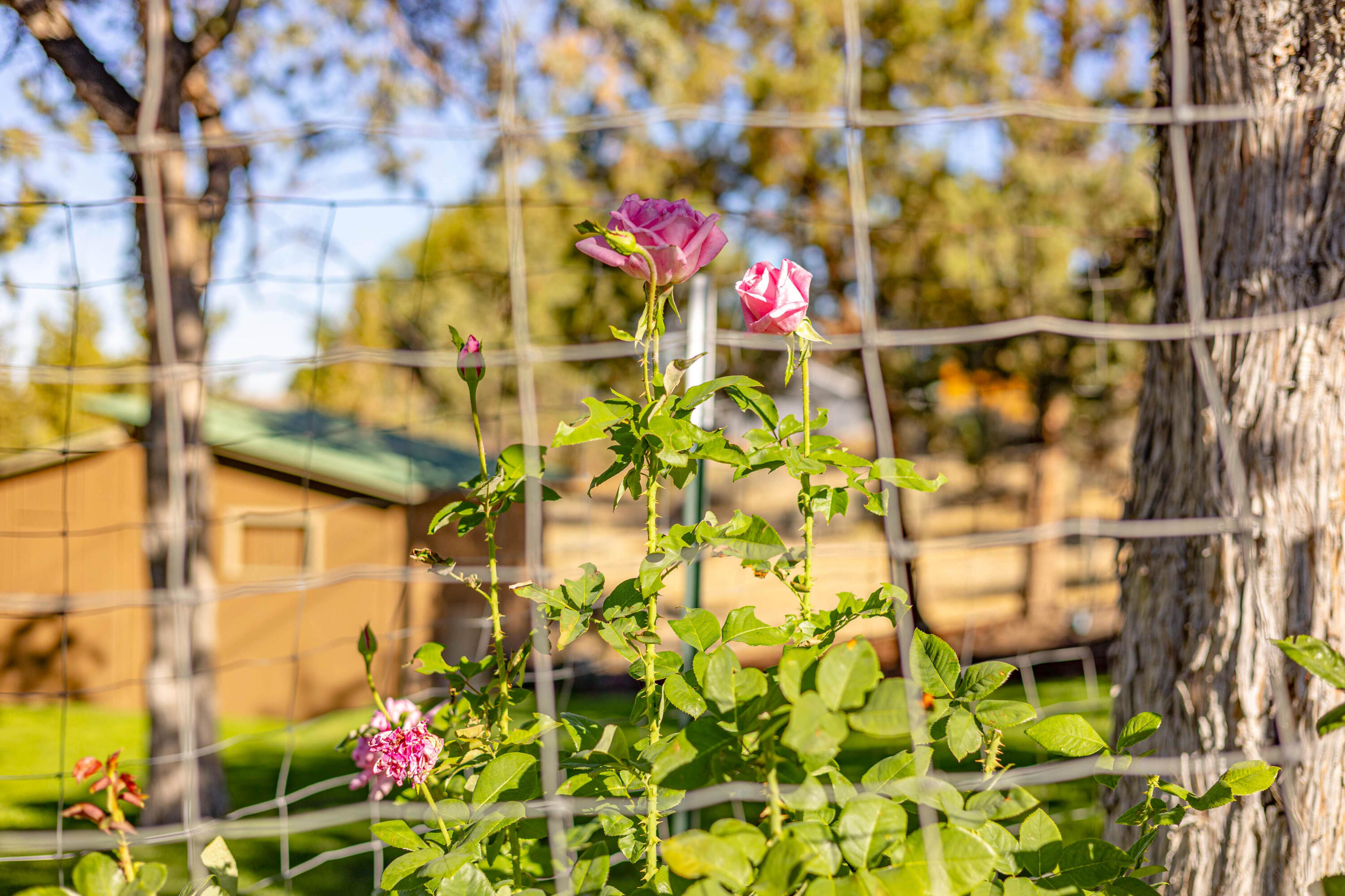 Madras - Residential