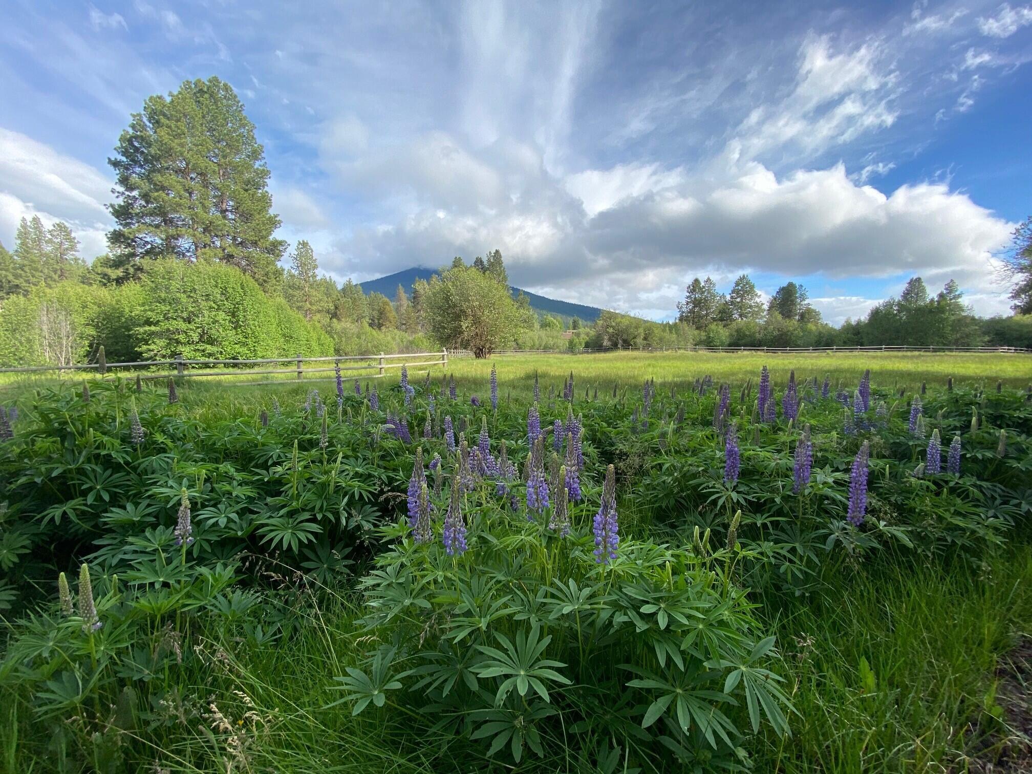 Metolius Meadows - Residential