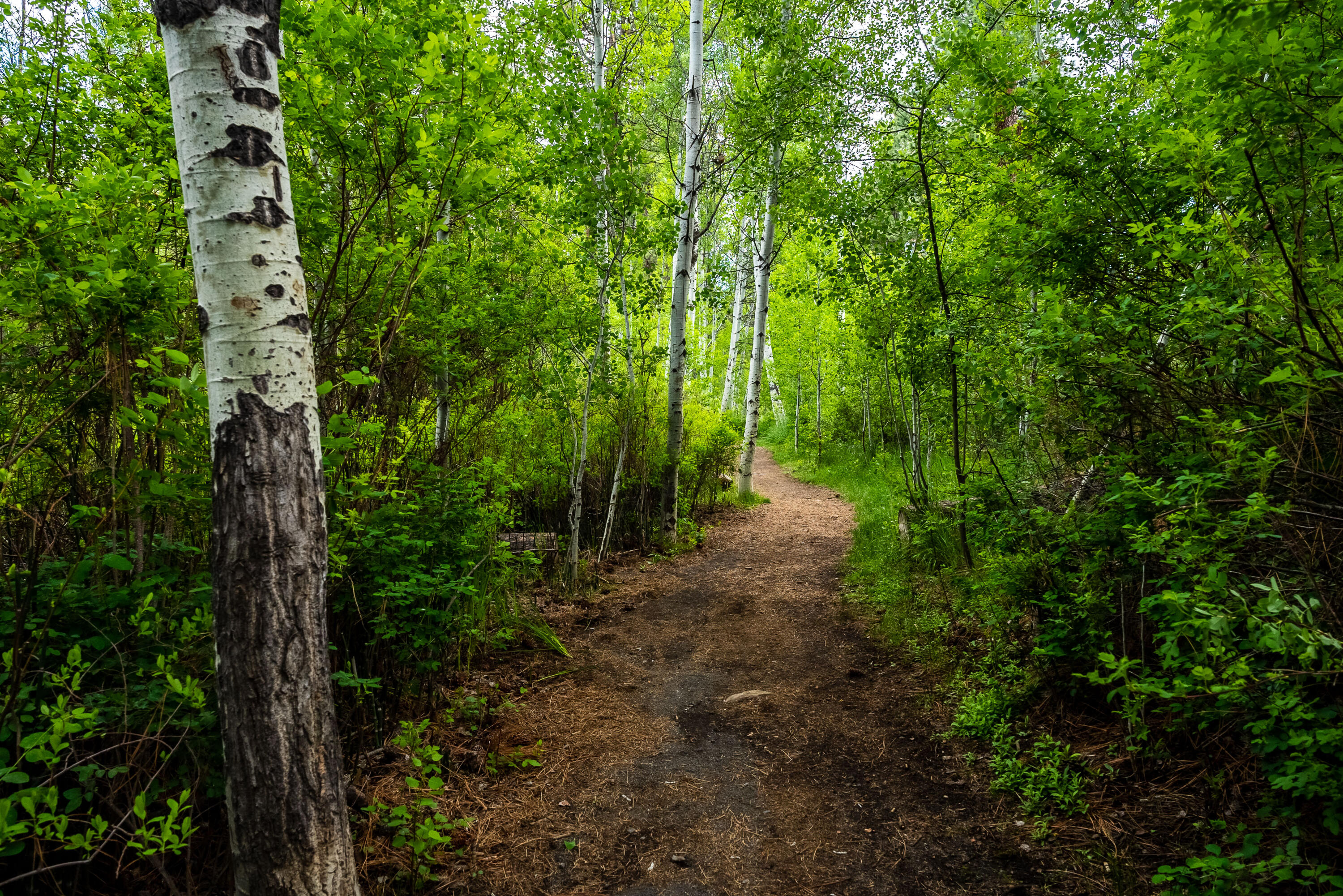 Three Pines - Residential