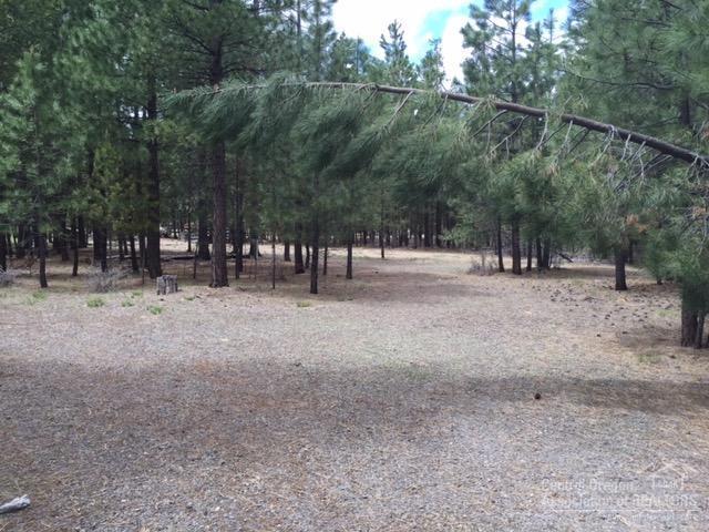 Ponderosa Pines - Land